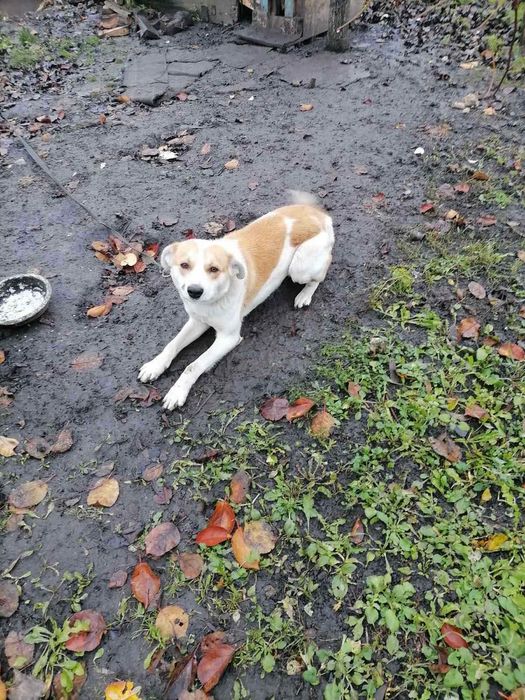 Віддам в добрі руки собак