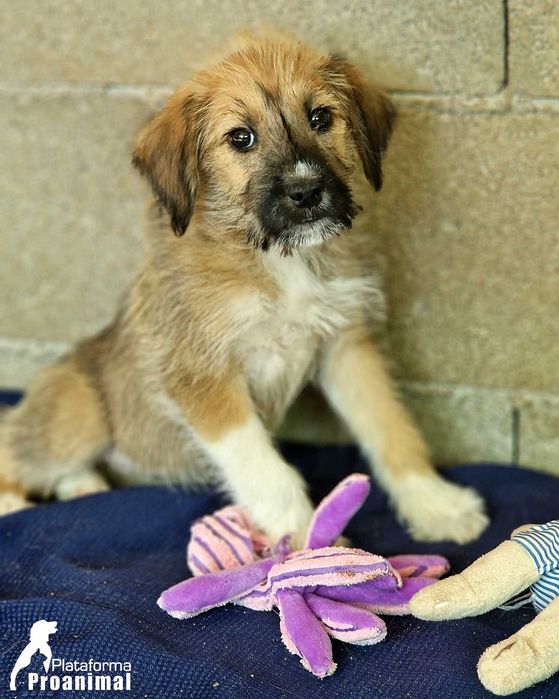 TUFINHA - Cadelinha bebe para adoção!