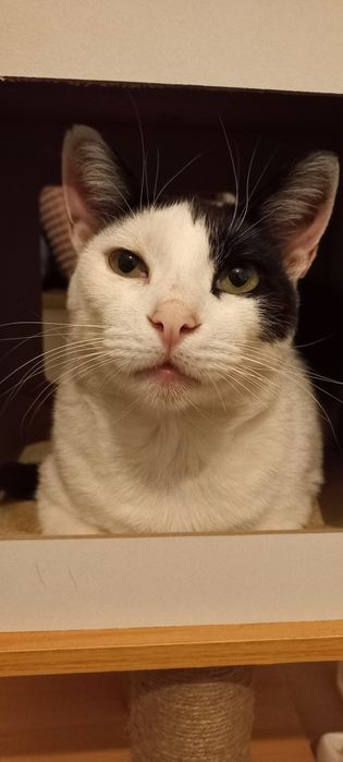 Gato para adoção Consciente e Responsável