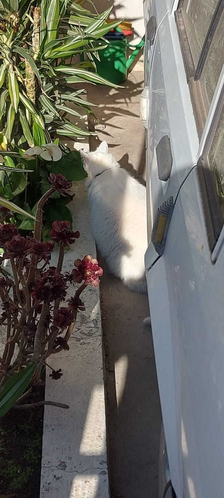 Gato Persa para adoção consciente