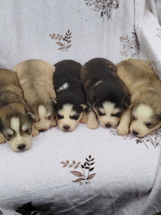 Siberian Husky suczka tel.-5.7.5.3.0.2.0.3.9.