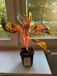 Sprzedam rozsady Aglaonema 'Thai Star'