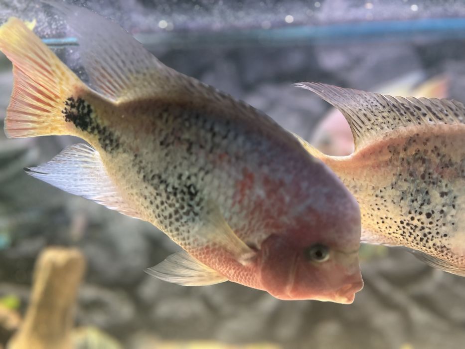 Vieja ryby pielegnica wielobarwna vieja synspila