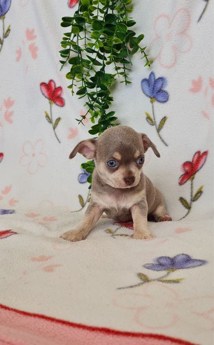 Estupendo mini Lilac Tan Chihuahua/Chiuaua de Qualidade