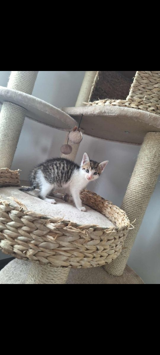 Kotek do adopcji