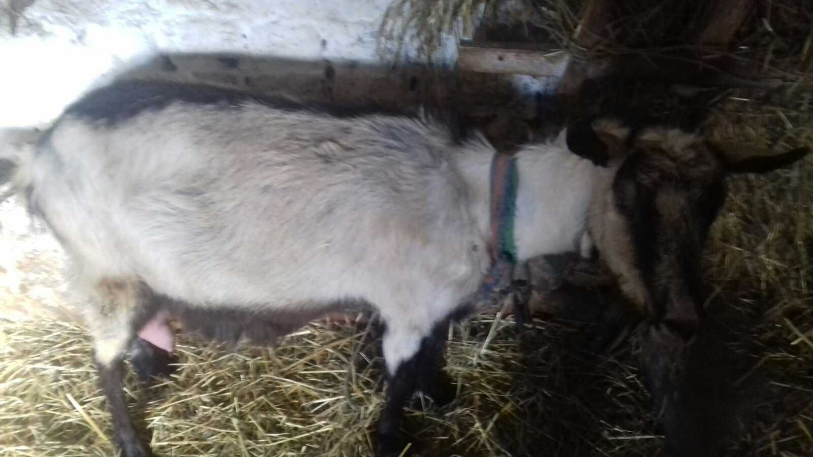 Дійна коза після 4 окоту, молоко смачне, без запаху, 3л./день