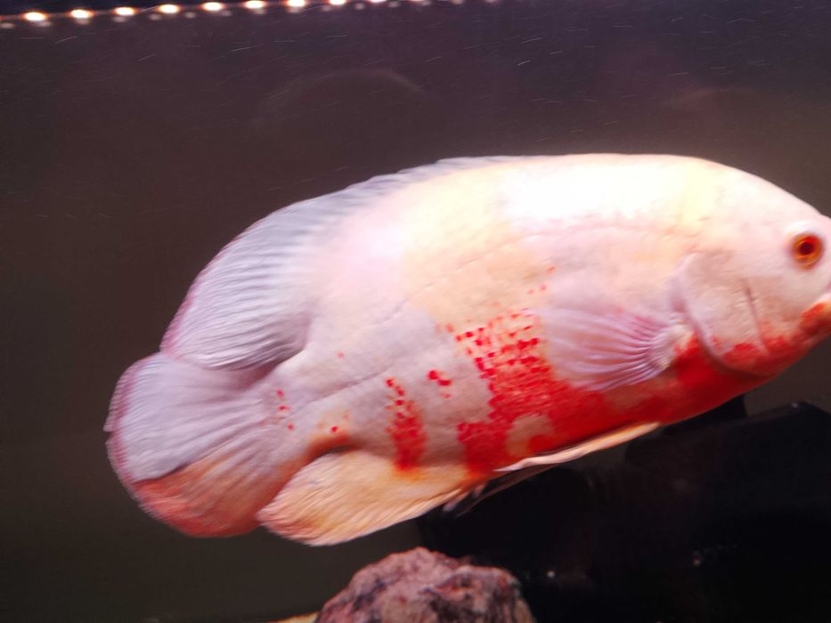 Pielęgnica pawiooka