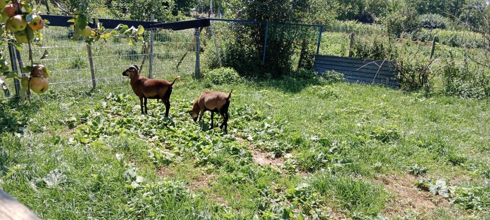 Młode baranki kameruńskie