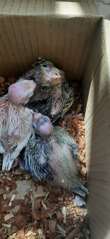 Vendo caturras bebés para acabar de criar á mão