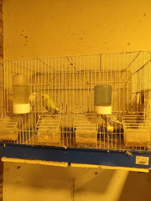 Vendo se pássaros com gaiola