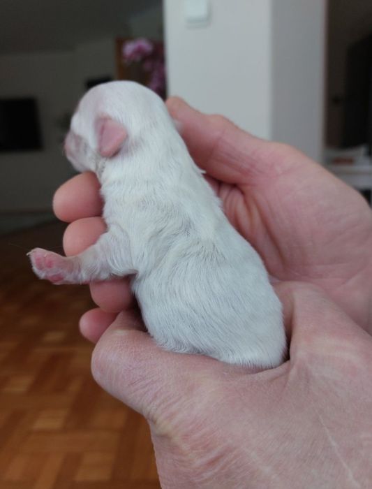 Maltamczyk . Maltanka . Piesek