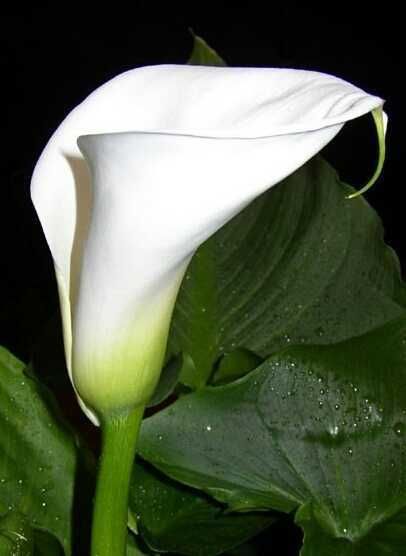 Кала белая, розы комнатные растения