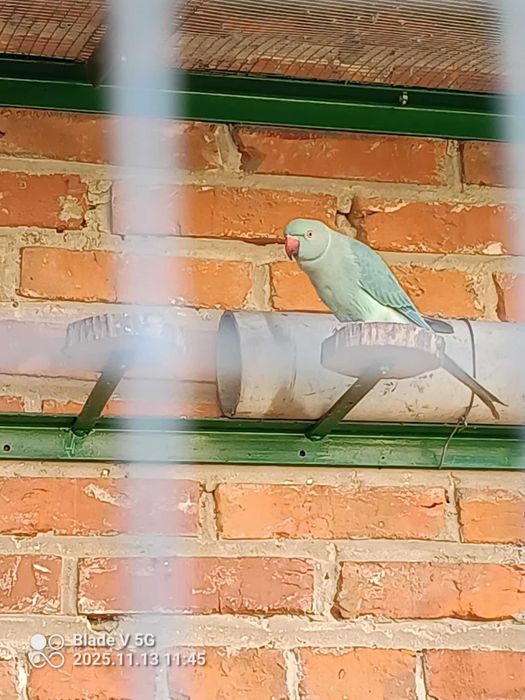 Aleksandretty obrożne