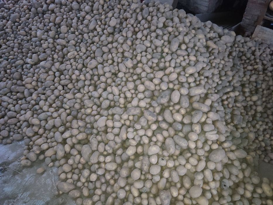 Ziemniaki Jadalne Polecam