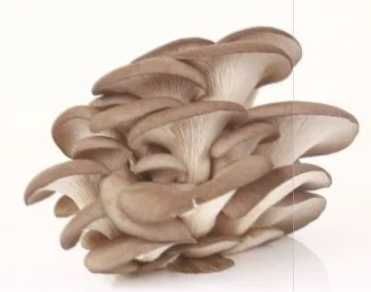 Sprzedam grzyby boczniki w karpach 9zł/kg