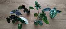Zestaw alokazji , alocasia