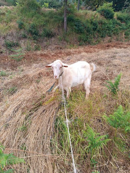 Chibo/Macho grande porte para cobrir