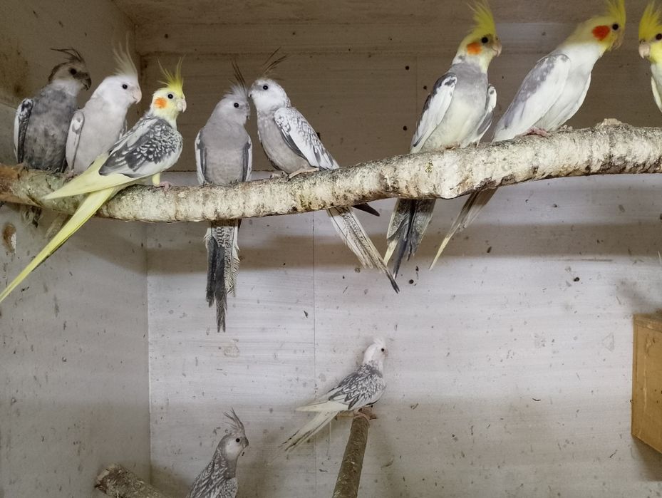 Sprzedam Papugi Nimfy