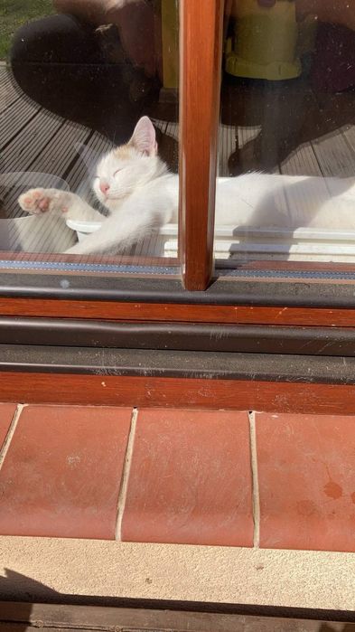 Zaginęła kotka Meliska