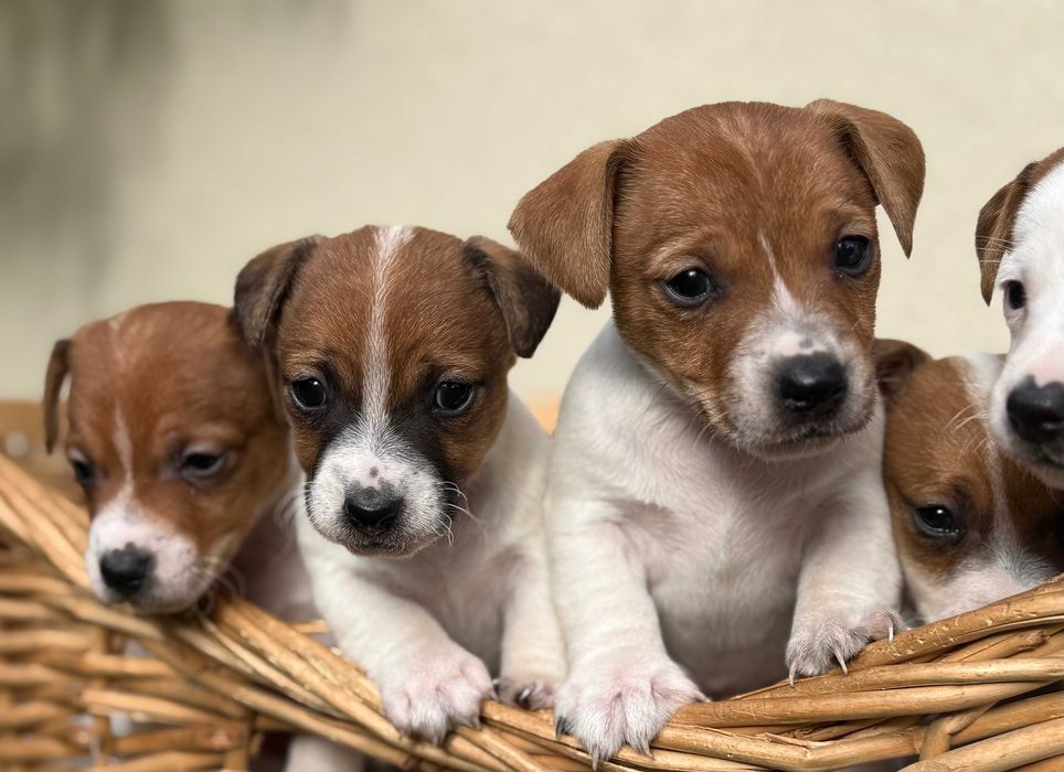 Piesek w środku Jack Russell Terrier WZORZEC rasy od # SMARTIE*JACKS #