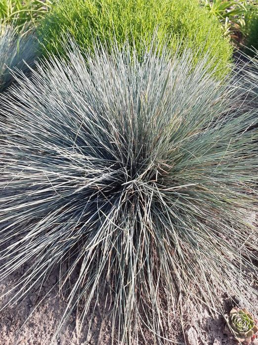 Продам декоративні трави