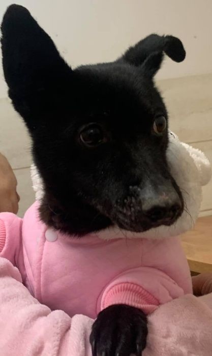 psy okolo 300 psow ze schroniska w lututuwie czeka aktualne