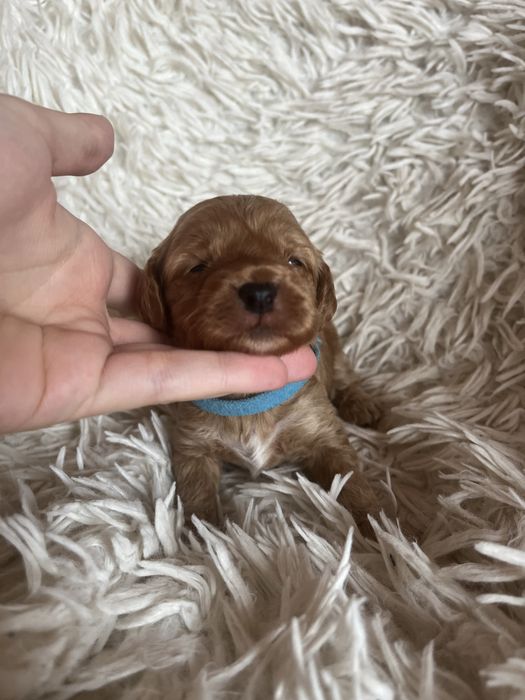 Piesek cockapoo mama cocker spaniel tata pudel toy badania genetyczne