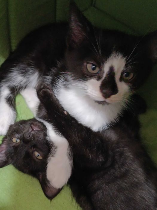 Котенятка в добрі руки безкоштовно