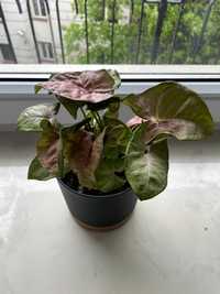 Syngonium Neon Robusta