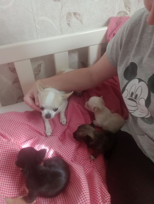 Продаются щенки чихуахуа