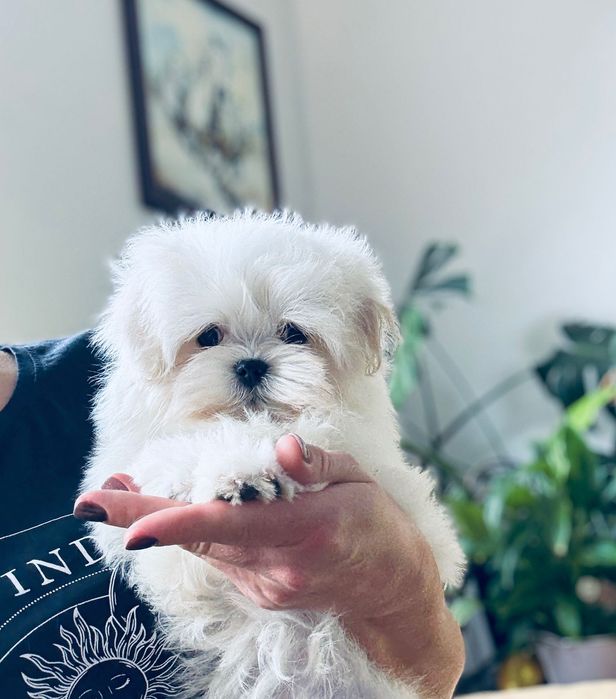 Przebadana Suczka Maltańczyk z rodowodem ZKwP i z paszportem