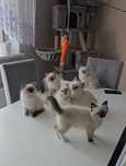 Ragdoll prawdziwy rodowód miedzynarodowy