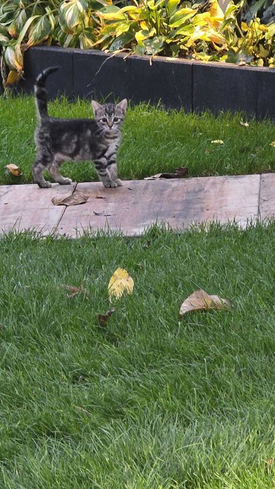 Zoltan kot kocurek adopcja schronisko