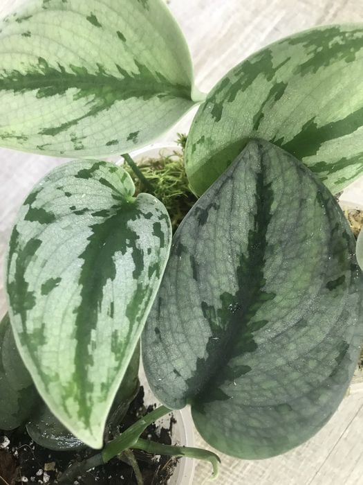 Scindapsus Silver noid ,NOID(сциндапсус)