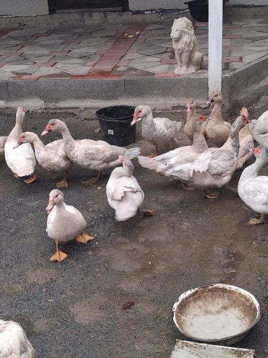 Продам качки молодняк мускуса