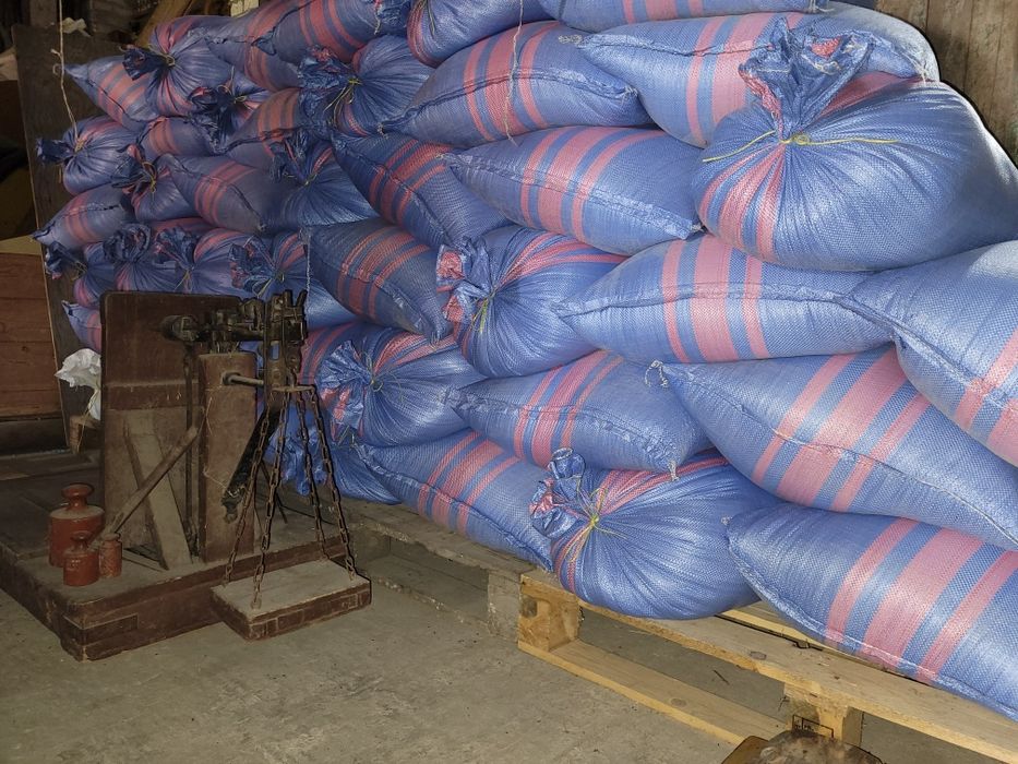 Pszenżyto Meloman - zbiór 2025