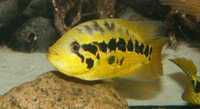 Цихлазома Луазеля, лат. Parachromis loisellei