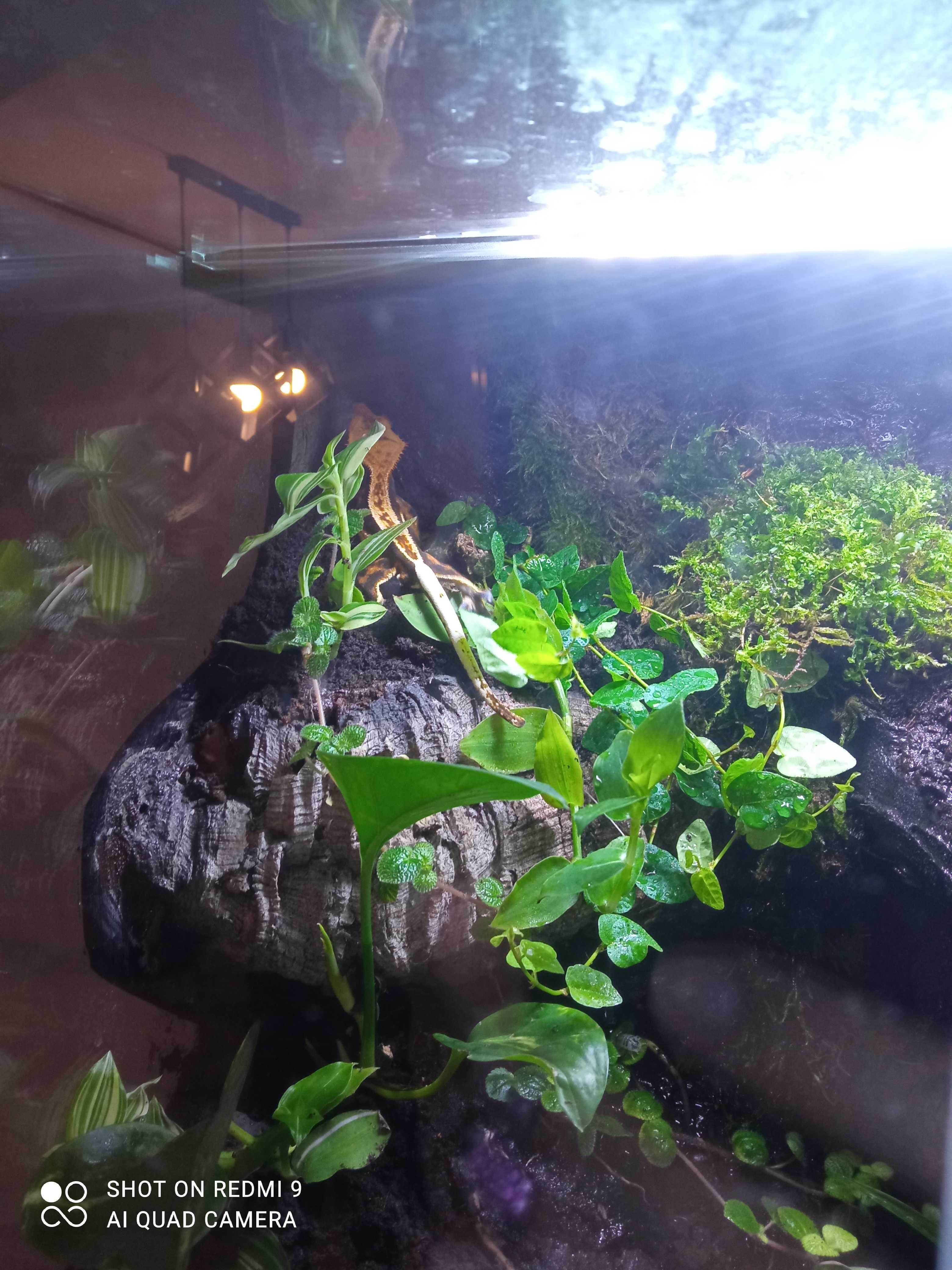 Terrarium  + gekon orzęsiony