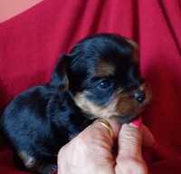 Yorkshire terrier szczeniaczek suczka