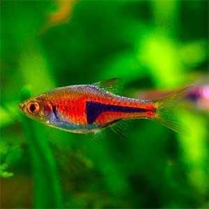 Razbora espei - Trigonostigma espei - Rasbora - dowozimy, wysyłamy