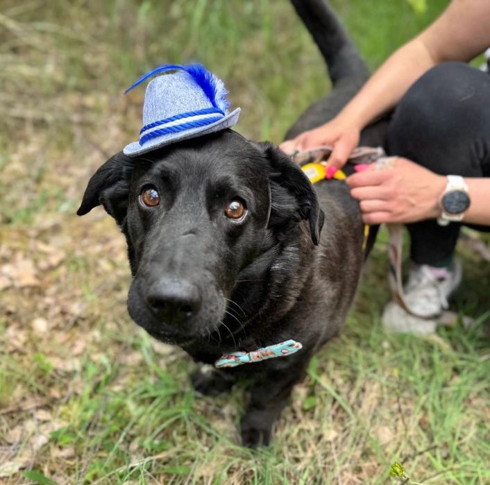 Pączuś szuka domu. Ni to jamnik ni labrador. Do adopcji