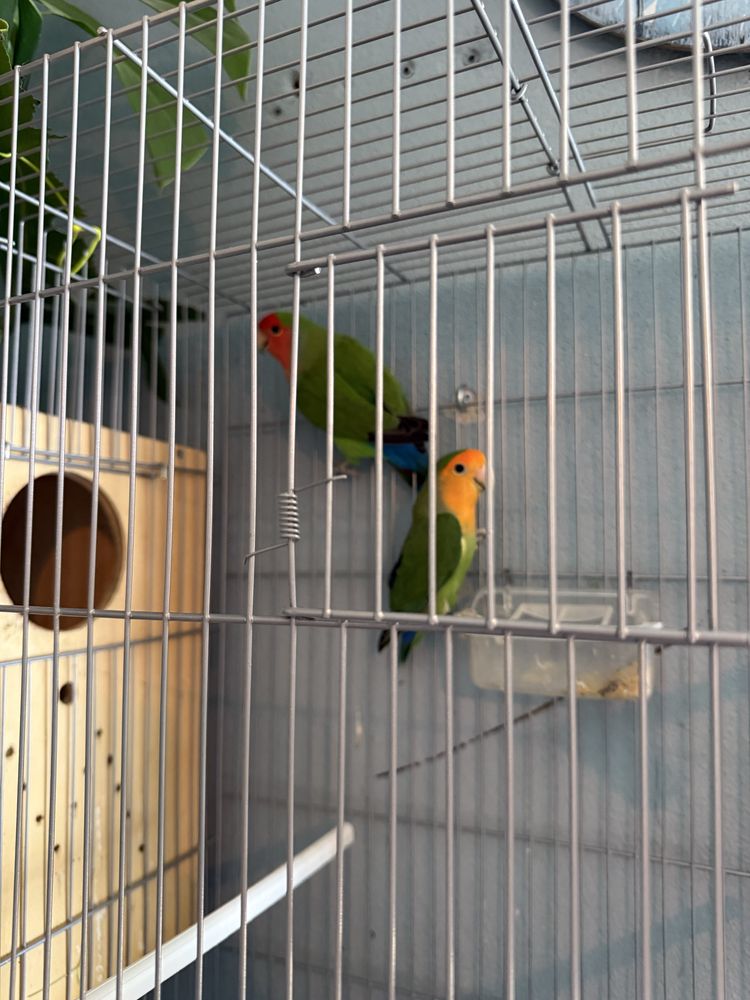 Agapornis de excelente porte