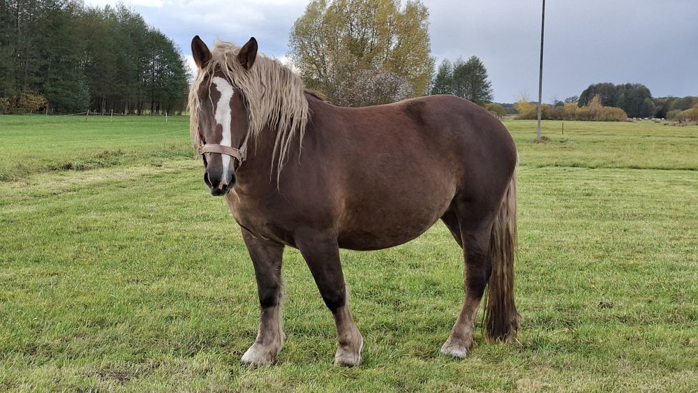 Koń, klacz, polski koń zimnokrwisty