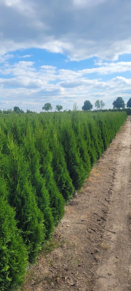 Tuja Smaragd 120 cm Dostawa gratis brabant laurowiśnia bochnia