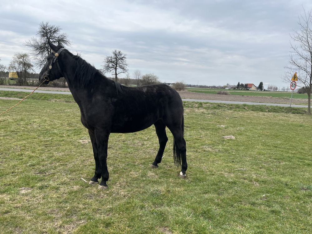 Źrebica klacz wysoka 170cm  klaczka 3 lata kara koń po ogierze Bas