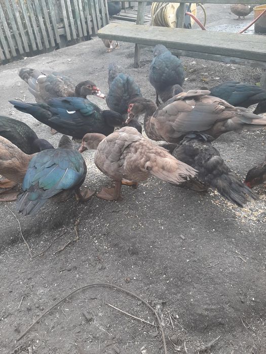 Качки і качури продаж