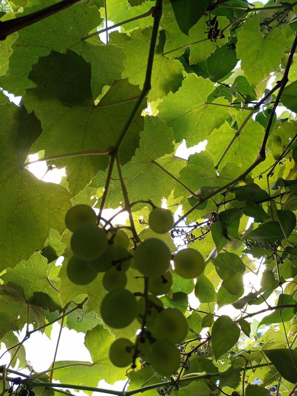 Саджанці винограду сорту Шардоне