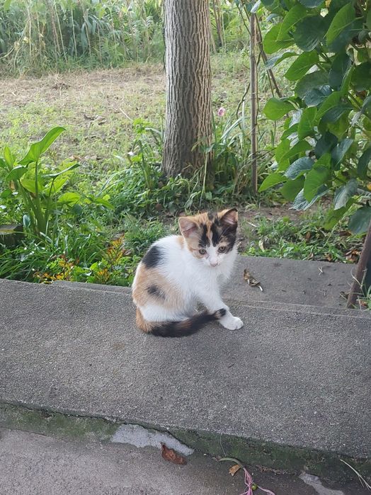 Gatinhos para adoção (Braga)