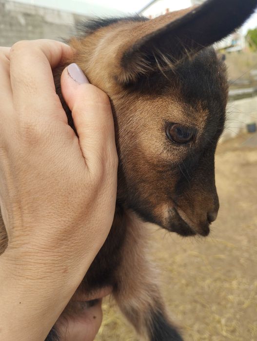 Cabritinho micro anão / cabras anãs
