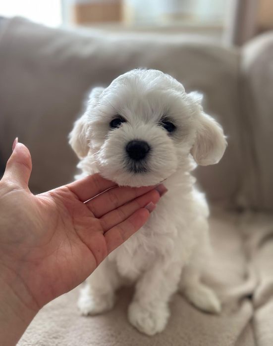 Piękny maltańczyk sunia z rodowodem